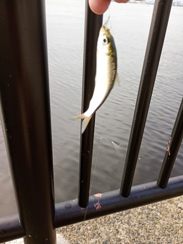 サッパの釣果