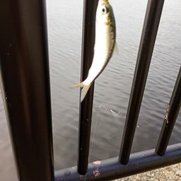サッパ