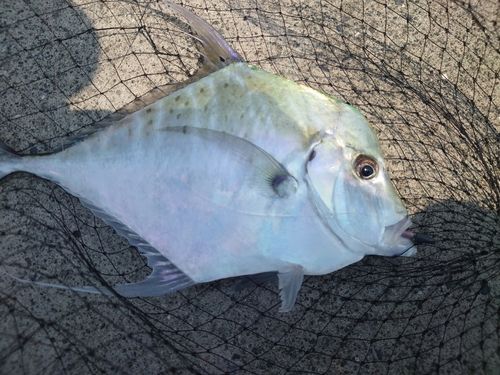 志布志湾