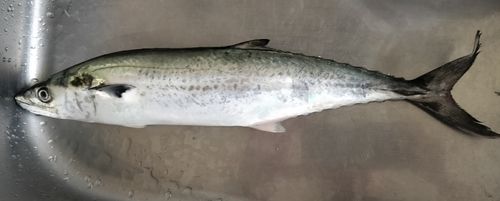 サゴシの釣果