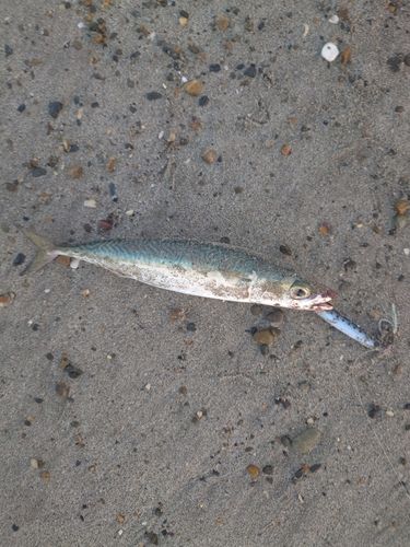 サバの釣果