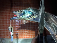 タチウオの釣果