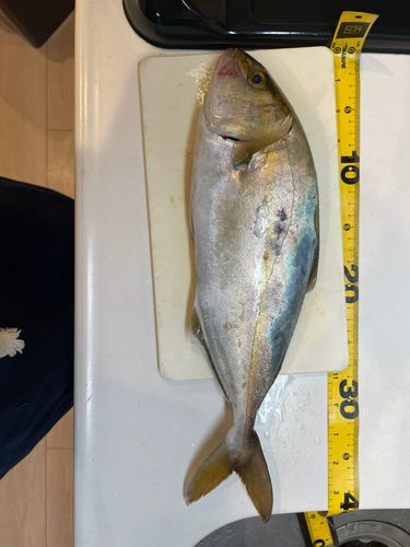 カンパチの釣果