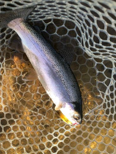 ニジマスの釣果