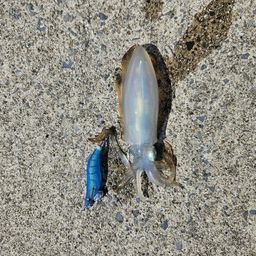 アオリイカ