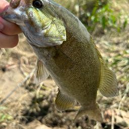 スモールマウスバス