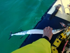 ダツの釣果