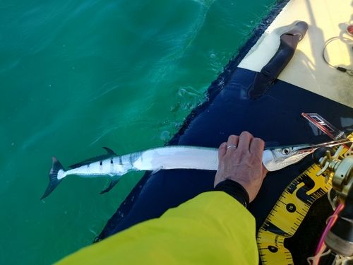 ダツの釣果