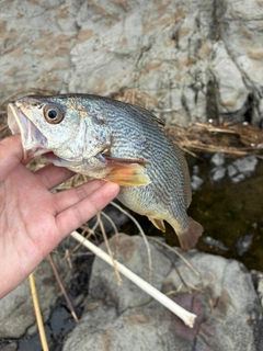 シログチの釣果