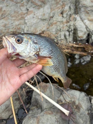 シログチの釣果