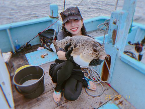 ヒガンフグの釣果