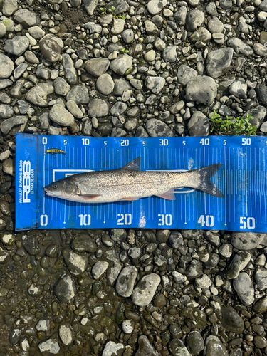 マルタウグイの釣果