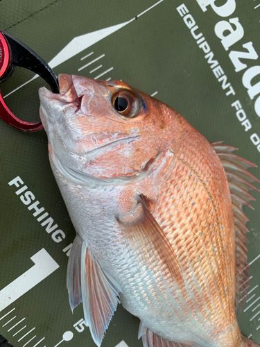 マダイの釣果