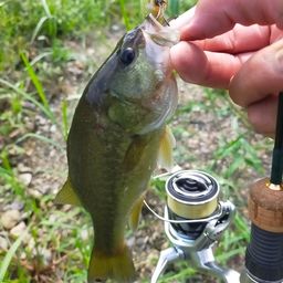 ラージマウスバス