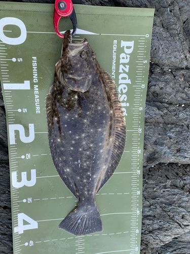ヒラメの釣果