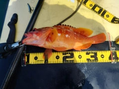 アカハタの釣果