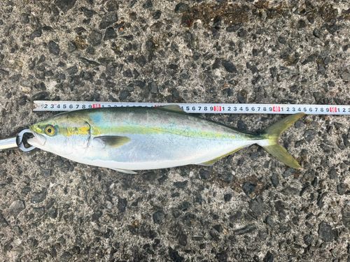 ハマチの釣果