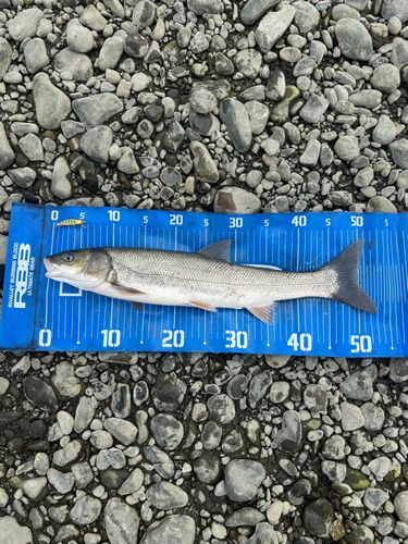 マルタウグイの釣果