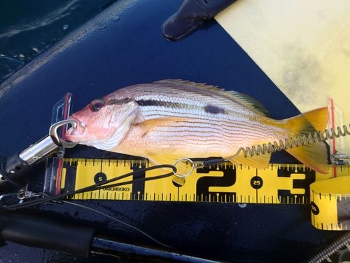 ヨコスジフエダイの釣果