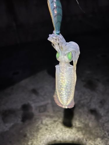 大阪湾