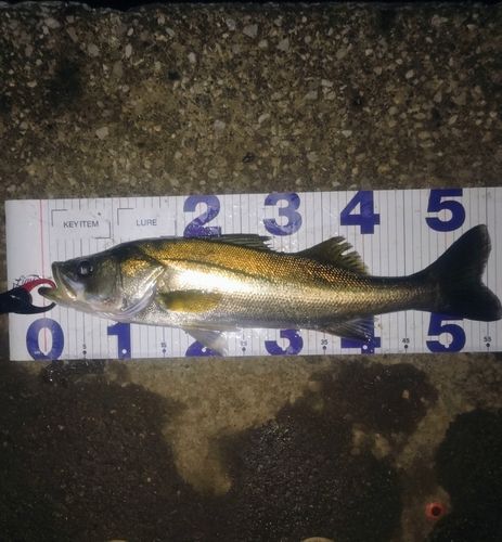 シーバスの釣果