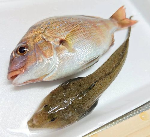 タイの釣果