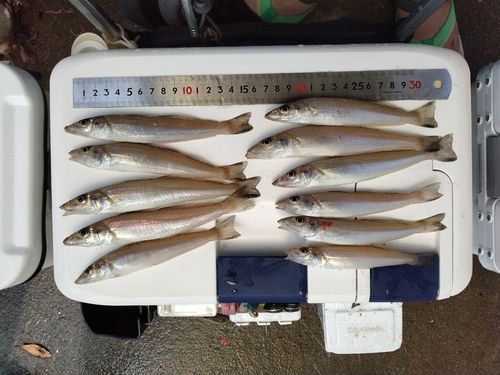 シロギスの釣果
