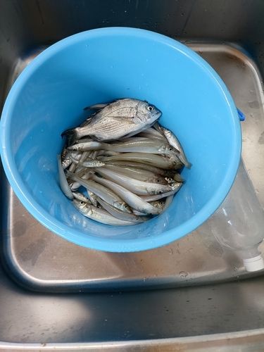 キスの釣果