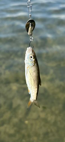 ウグイの釣果
