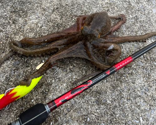 マダコの釣果