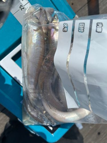 キスの釣果