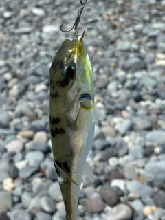 フグの釣果