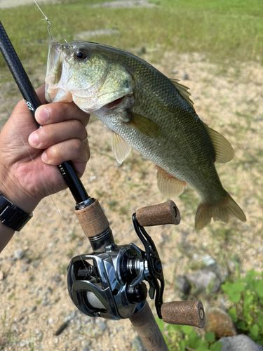 ラージマウスバスの釣果