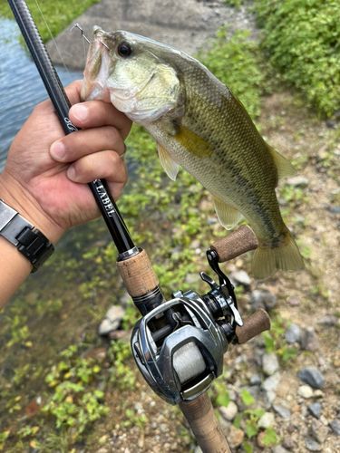 ラージマウスバスの釣果