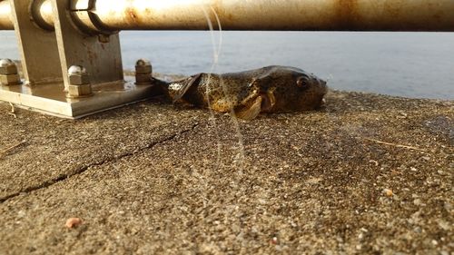 フグの釣果