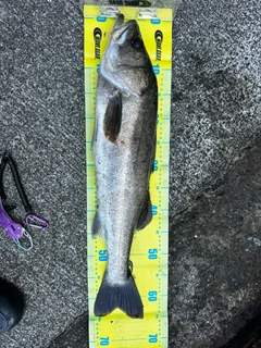 スズキの釣果