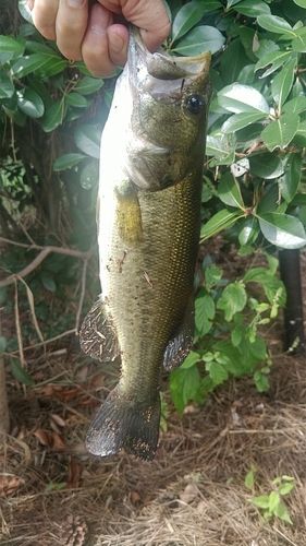 ラージマウスバスの釣果