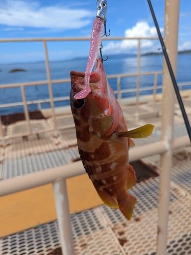 アカハタの釣果