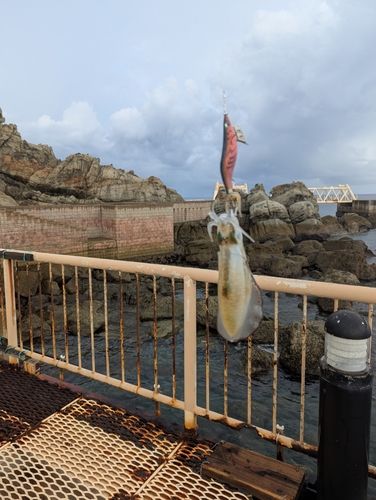 高島飛島磯釣り公園