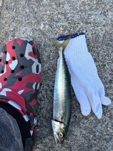 サバの釣果