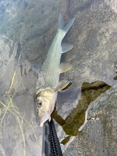 ニゴイの釣果