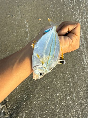 ヒイラギの釣果