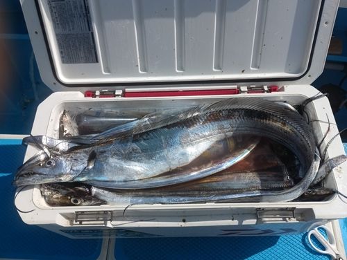 タチウオの釣果