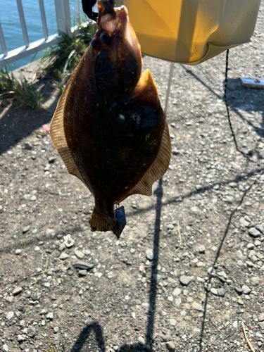 カレイの釣果