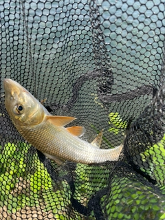 ニゴイの釣果
