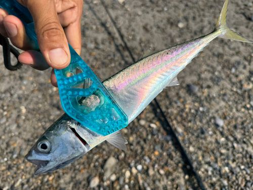 サバの釣果