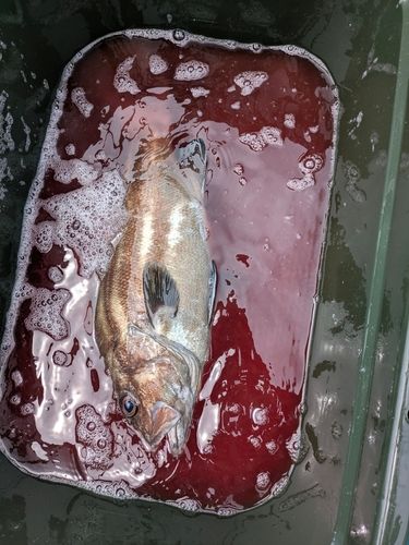 イシナギの釣果
