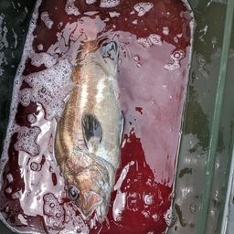 イシナギ