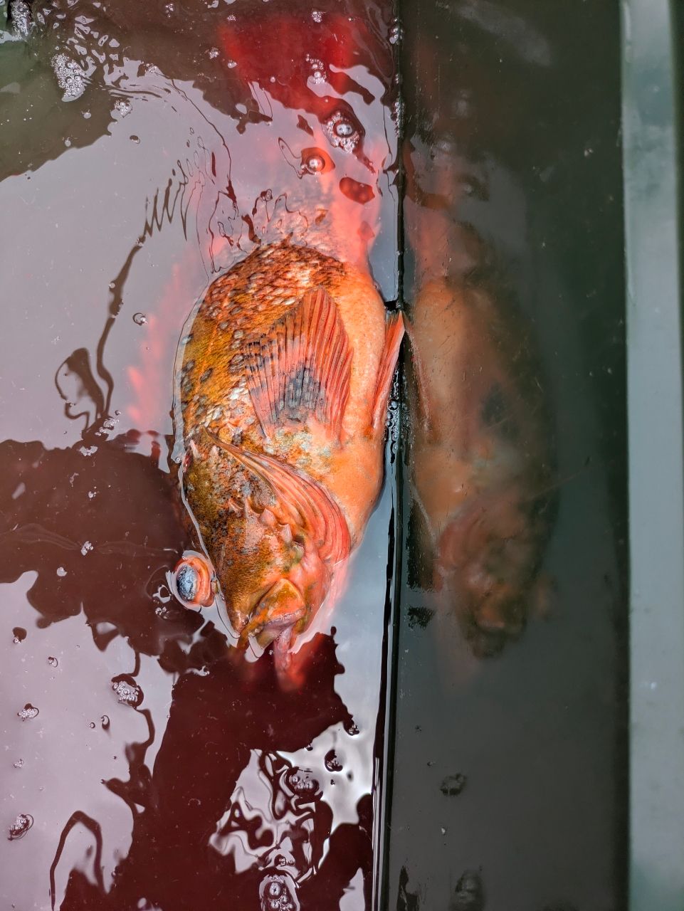 アングラー13993089さんの釣果 2枚目の画像