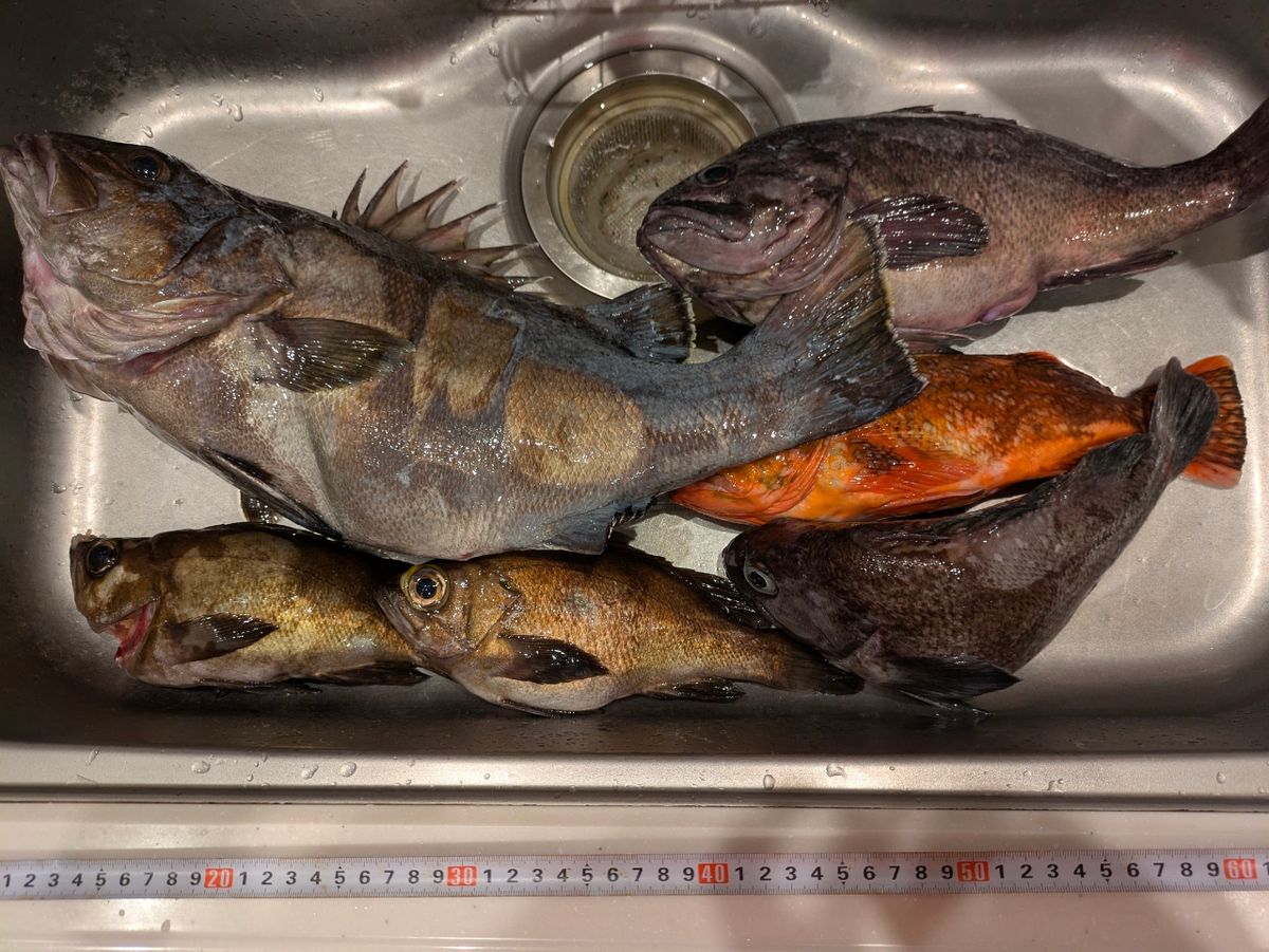 アングラー13993089さんの釣果 3枚目の画像